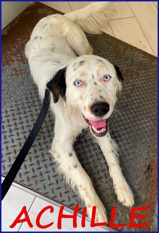 ACHILLE GIOVANE CAGNOLINO DAGLI SPLENDIDI OCCHI AZZURRI CERCA UNA FAMIGLIA CHE NON LO ABBANDONI PIU'!