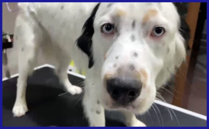 ACHILLE GIOVANE CAGNOLINO DAGLI SPLENDIDI OCCHI AZZURRI CERCA UNA FAMIGLIA CHE NON LO ABBANDONI PIU'! - media 6