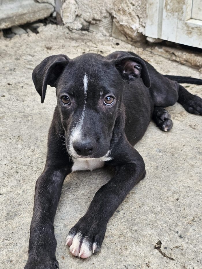 Cody dolcissimo cucciolo mix Amstaff