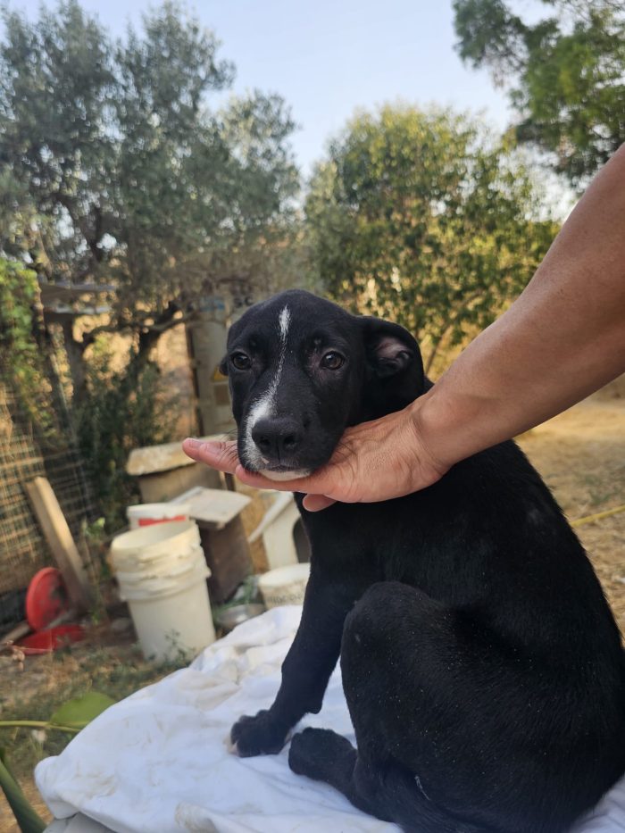 Cody dolcissimo cucciolo mix Amstaff