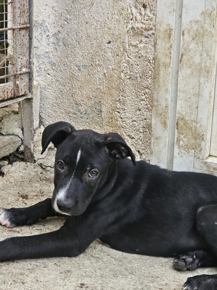 Cody dolcissimo cucciolo mix Amstaff