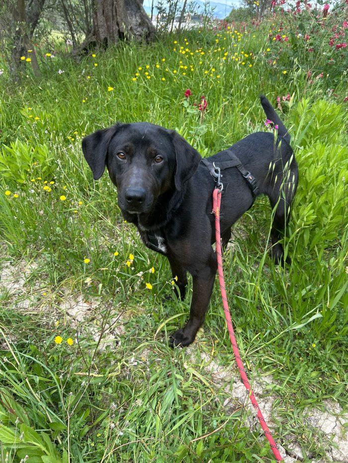 Roby splendido giovane simil Labrador cerca casa