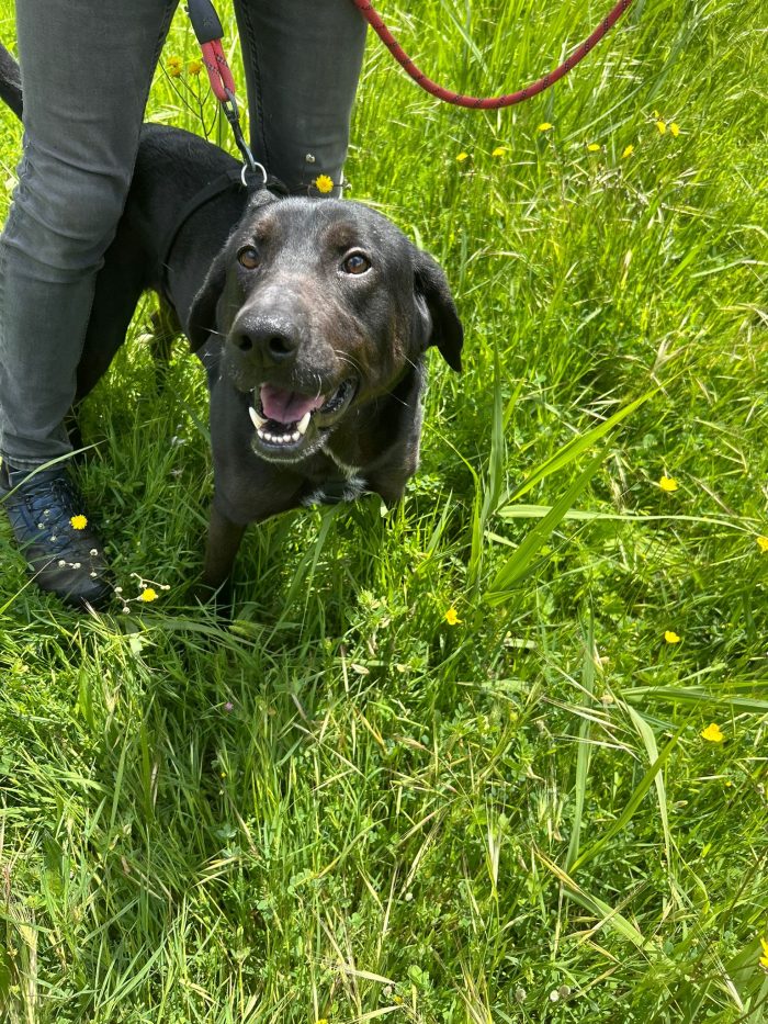 Roby splendido giovane simil Labrador cerca casa
