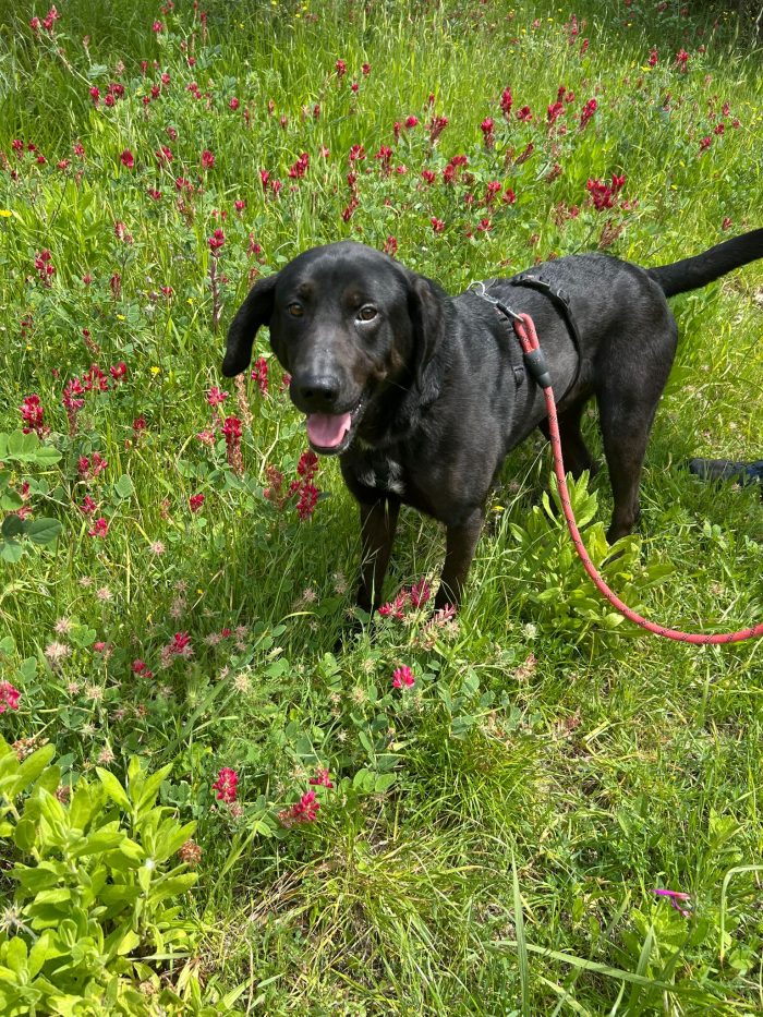 Roby splendido giovane simil Labrador cerca casa - media 5