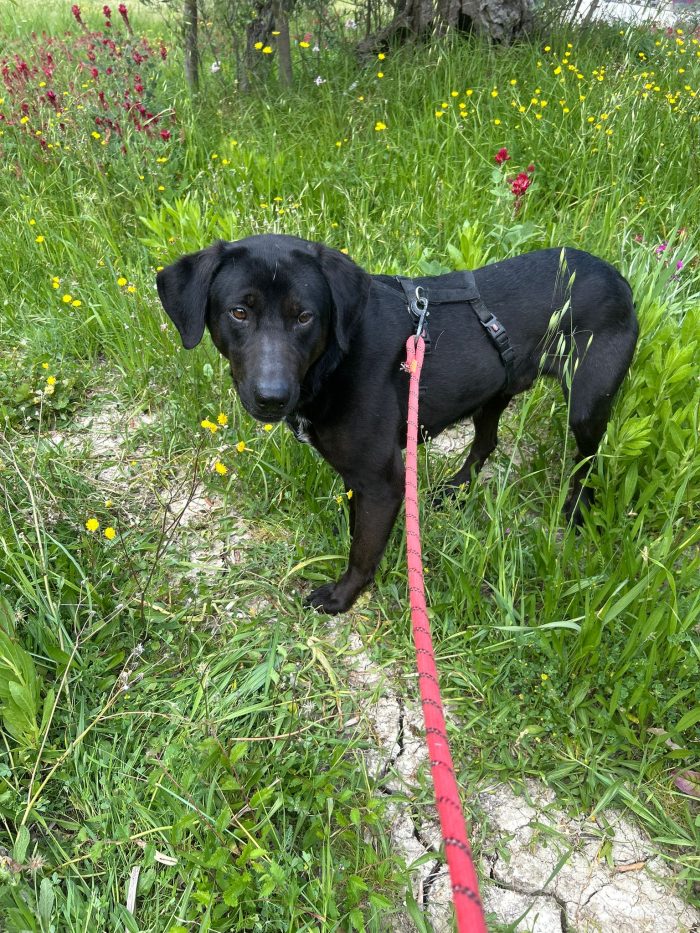 Roby splendido giovane simil Labrador cerca casa - media 4