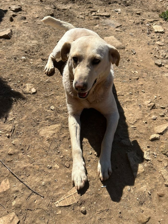 Sonia splendida dolce simil Labrador