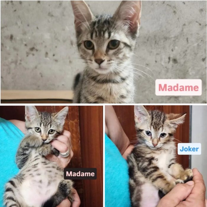 2micini tigrati 2mesi meravigliosi COSENZA