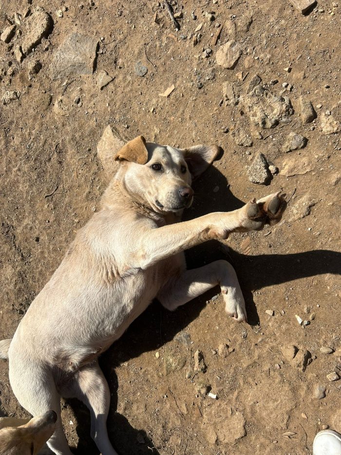 Sonia splendida dolce simil Labrador