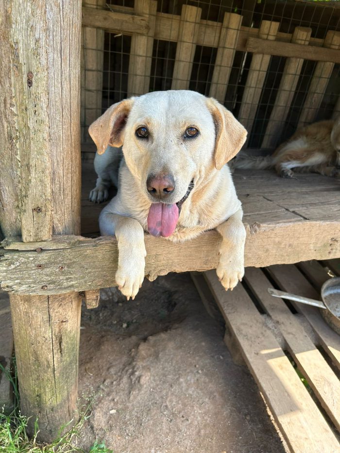 Sonia splendida dolce simil Labrador - media 7