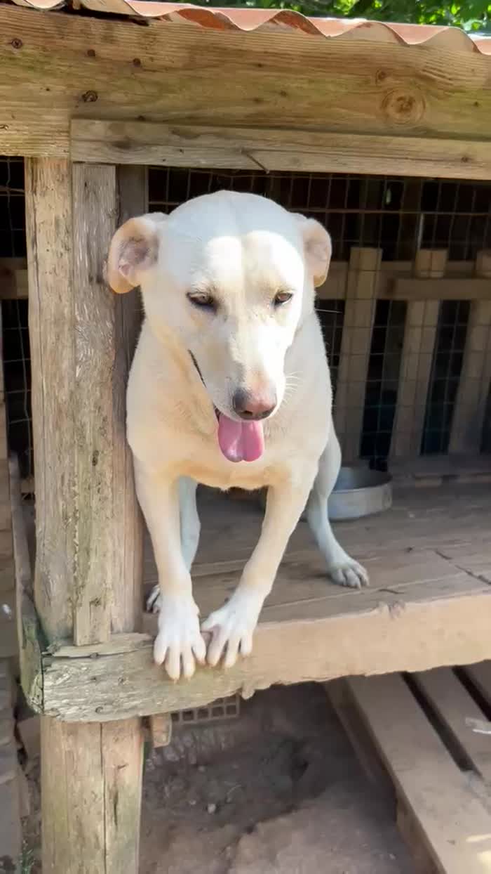 Sonia splendida dolce simil Labrador - media 8