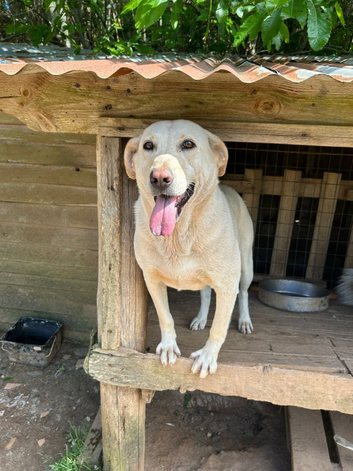 Sonia splendida dolce simil Labrador - media 5