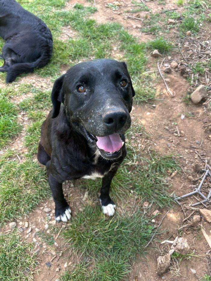 Pluto splendido cagnolone cerca casa