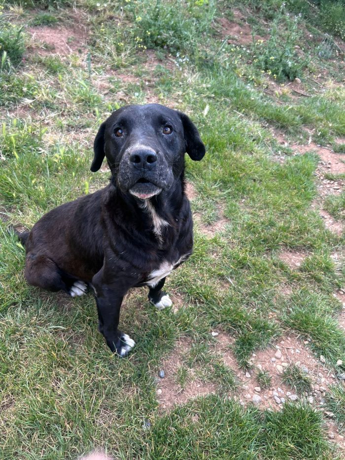 Pluto splendido cagnolone cerca casa - media 6