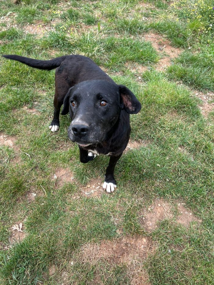 Pluto splendido cagnolone cerca casa - media 8