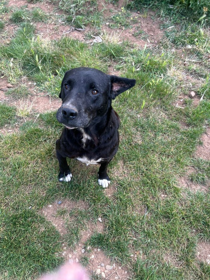 Pluto splendido cagnolone cerca casa - media 7