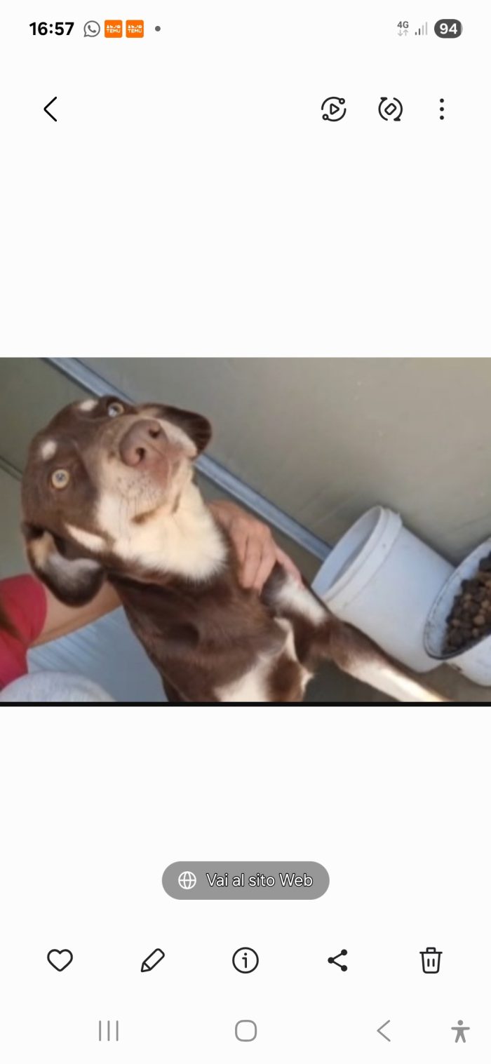 Tommy 2anni e 1/2 nocciola occhi ambra in canile da sempre!