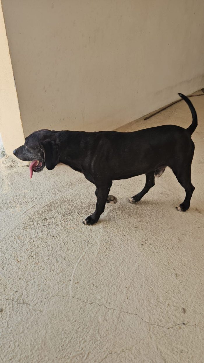 Edoardo splendido dolce cagnolone cerca casa