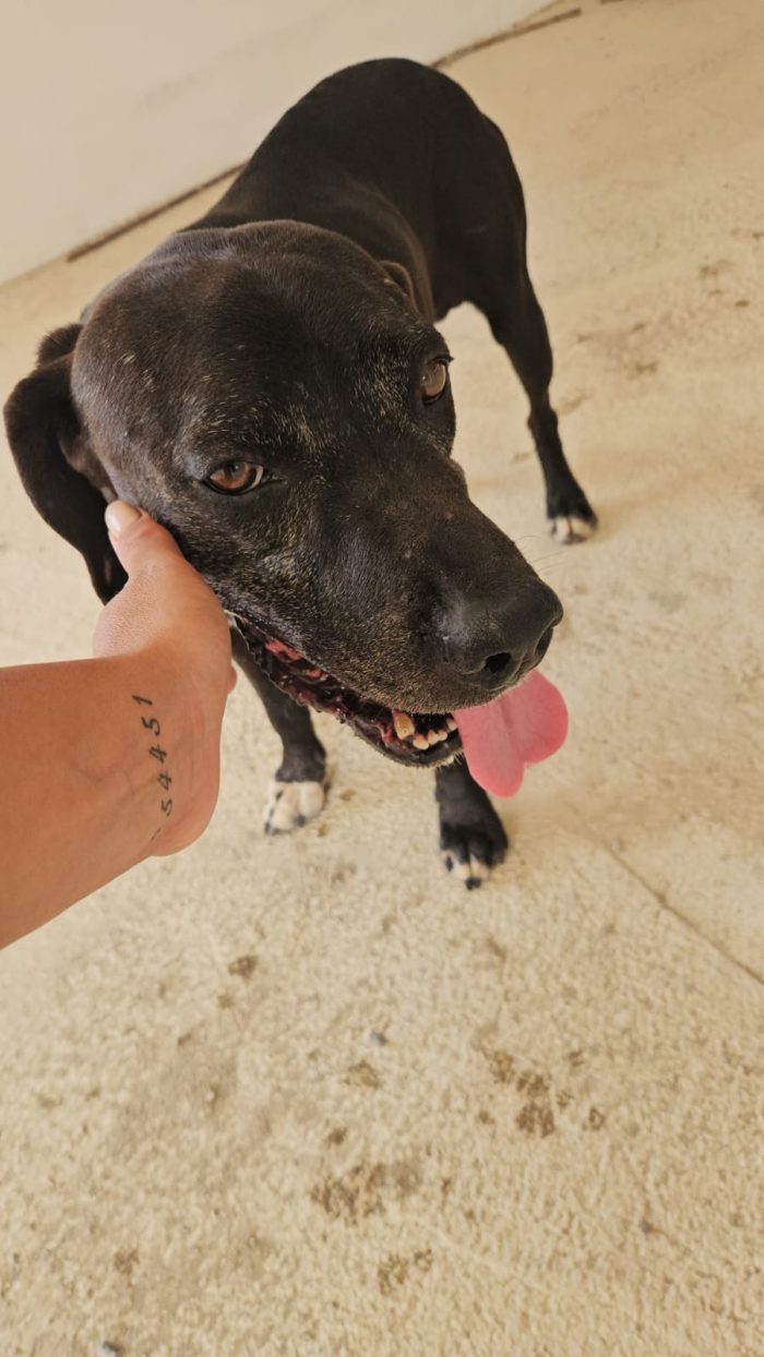 Edoardo splendido dolce cagnolone cerca casa