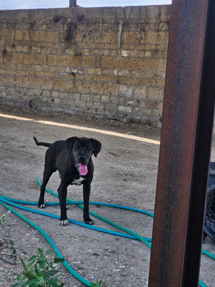 Edoardo splendido dolce cagnolone cerca casa