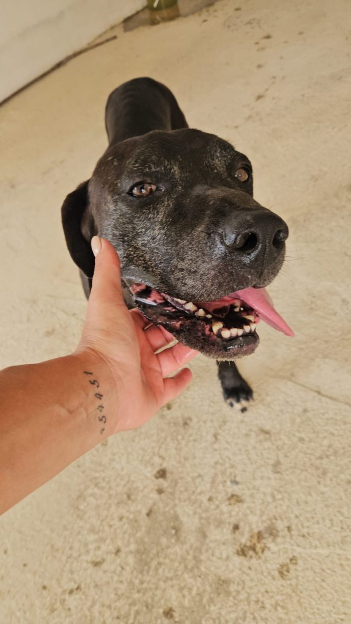 Edoardo splendido dolce cagnolone cerca casa - media 4