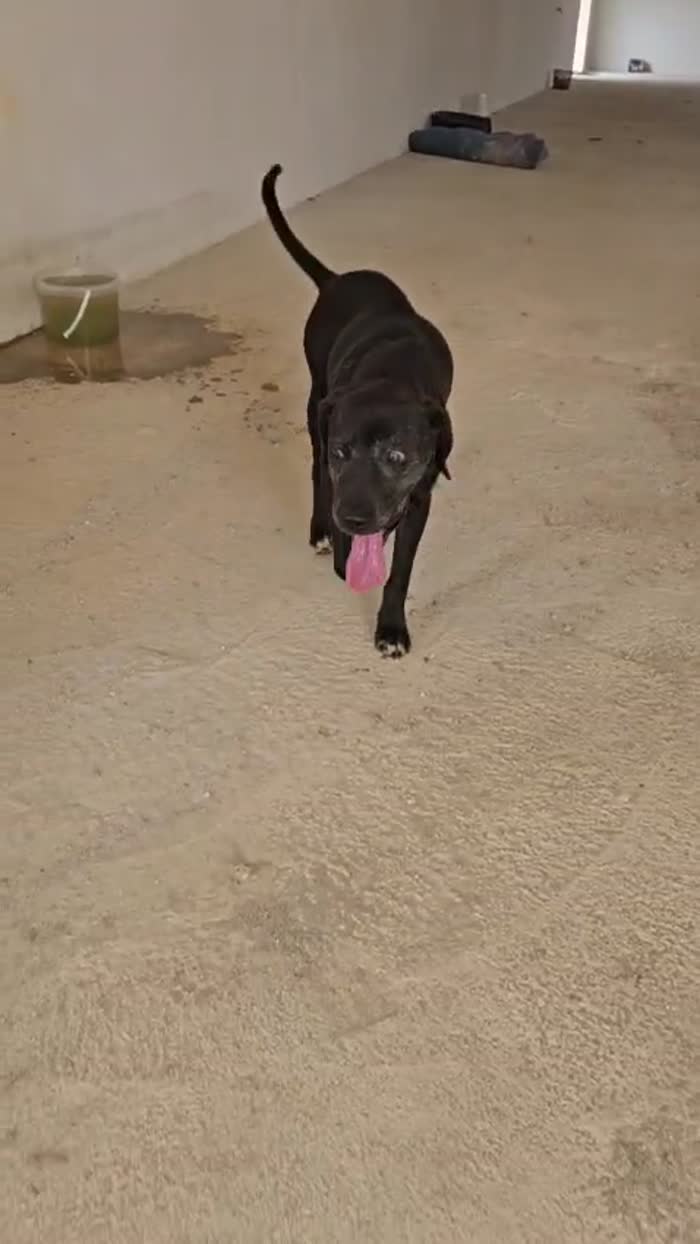 Edoardo splendido dolce cagnolone cerca casa - media 6