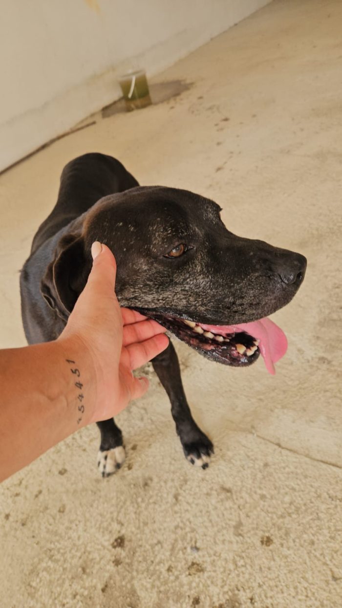Edoardo splendido dolce cagnolone cerca casa - media 5