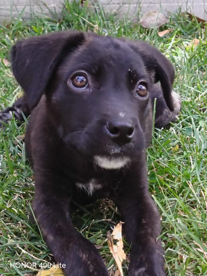 Zeila splendida dolce cucciolina cerca casa