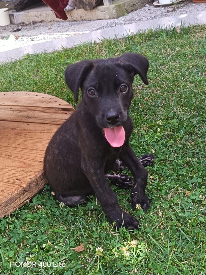 Zeila splendida dolce cucciolina cerca casa - media 4