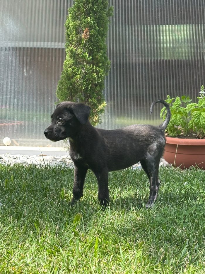 Zeila splendida dolce cucciolina cerca casa