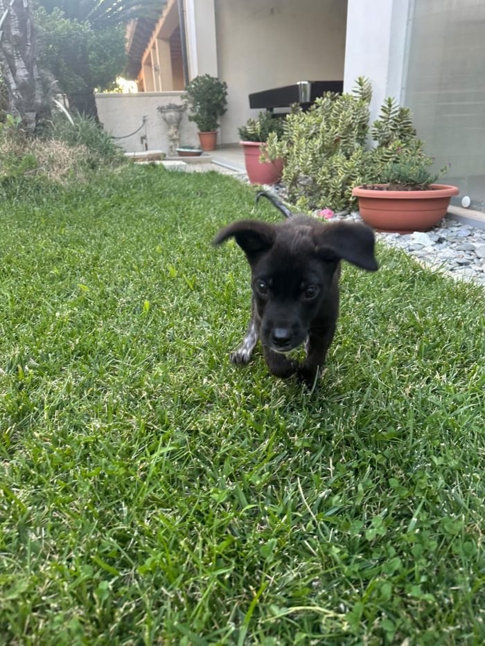 Zeila splendida dolce cucciolina cerca casa - media 5