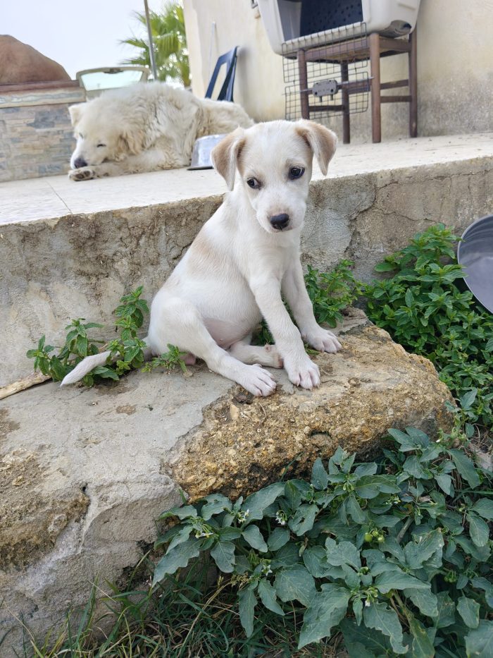 Lilly dolcissima cucciola di due mesi