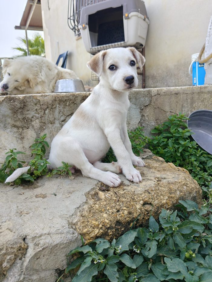 Lilly dolcissima cucciola di due mesi