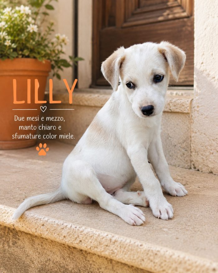 Lilly cerca adozione