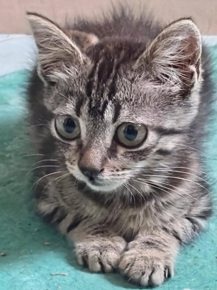 Titina dolce gattina 45 giorni cerca casa