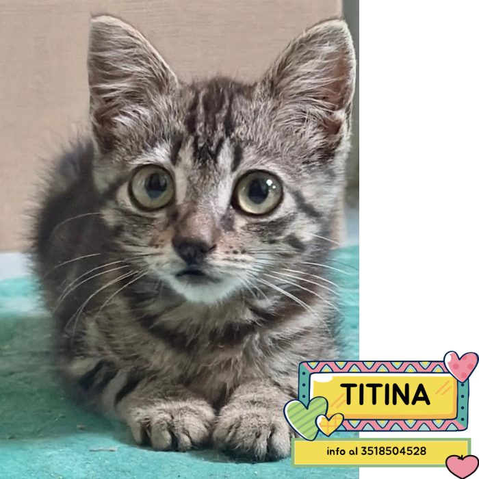 Titina dolce gattina 45 giorni cerca casa