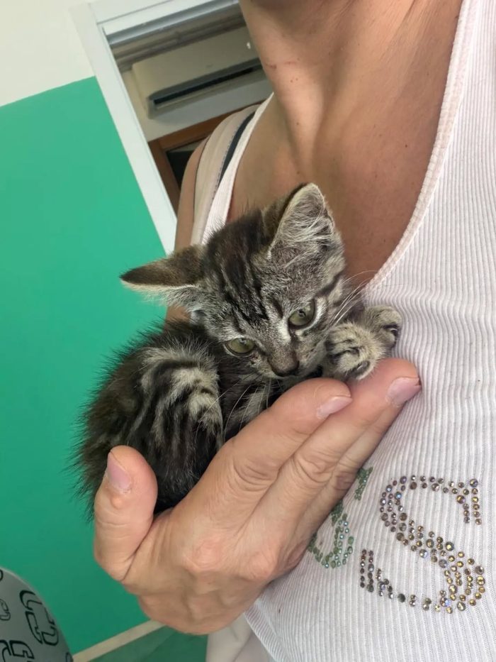 Titina dolce gattina 45 giorni cerca casa