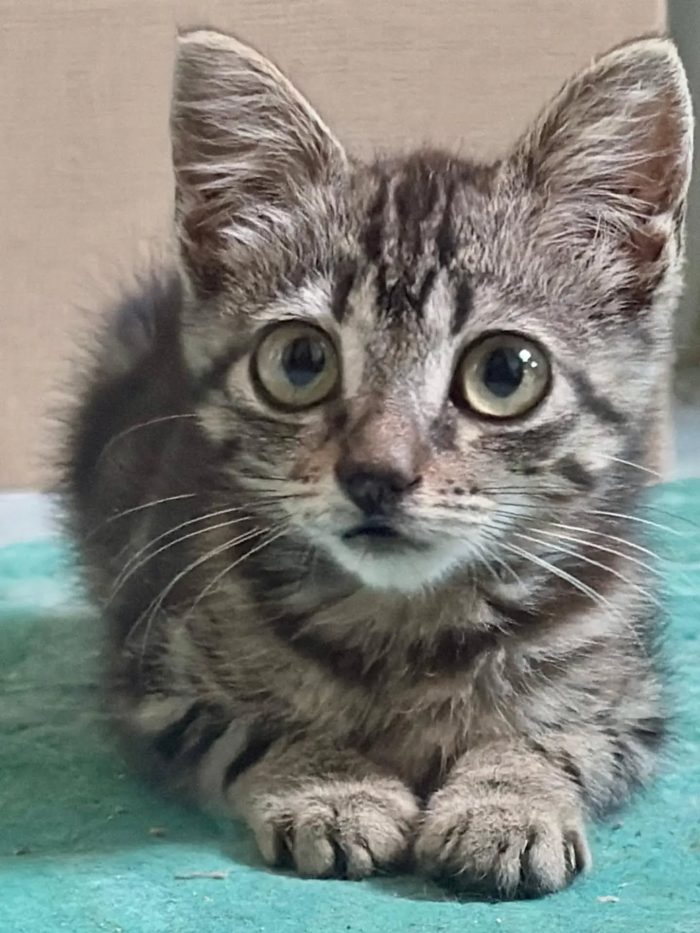 Titina dolce gattina 45 giorni cerca casa - media 4