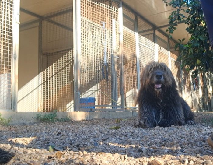 Gastone simil Pastore Fonnese 3anni,bellissimo,mollato dai padroni, finito in canile! - media 5