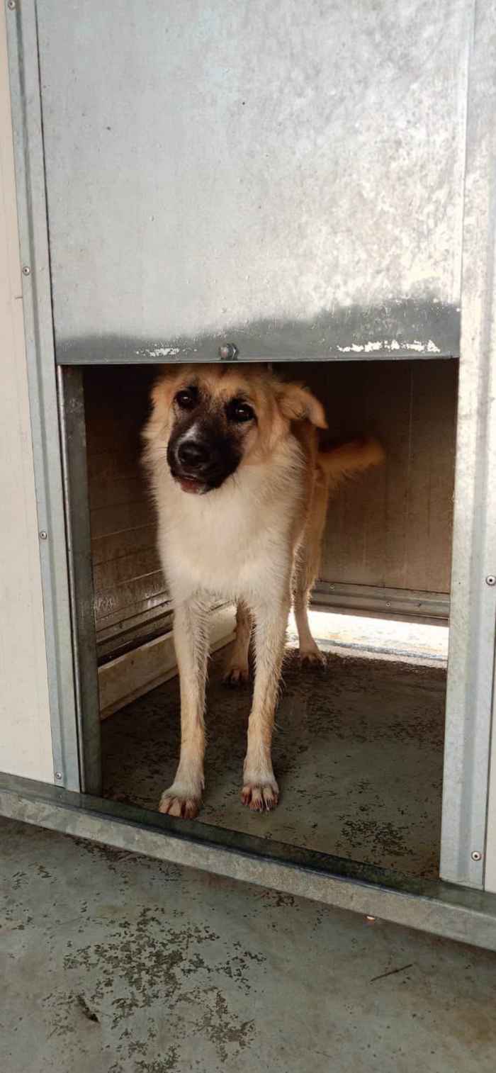 Sissi dolcissima cagnolina a pelo lungo