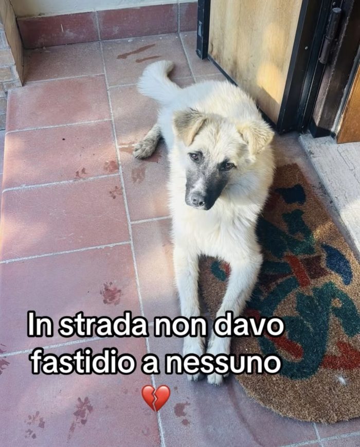 Sissi dolcissima cagnolina a pelo lungo