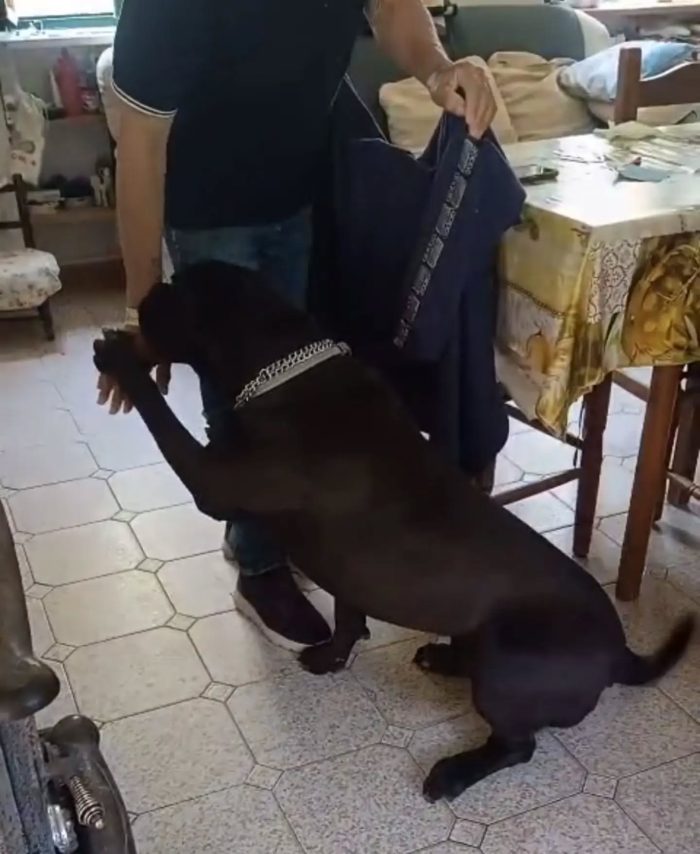 Pago cane corso 5 anni cerca casa - in adozione