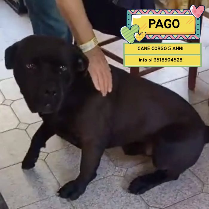 Pago cane corso 5 anni cerca casa - in adozione