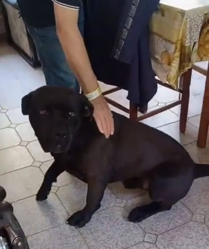 Pago cane corso 5 anni cerca casa - in adozione - media 5