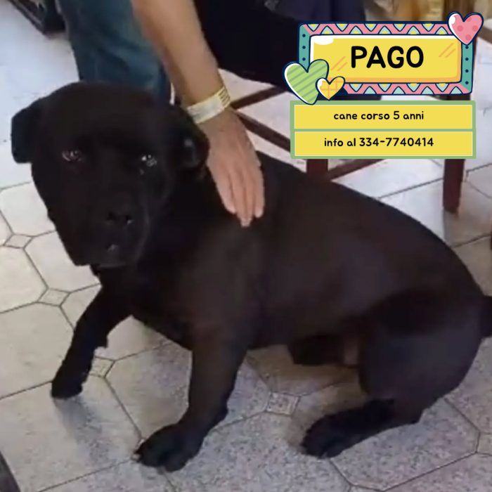 Pago cane corso 5 anni cerca casa - in adozione