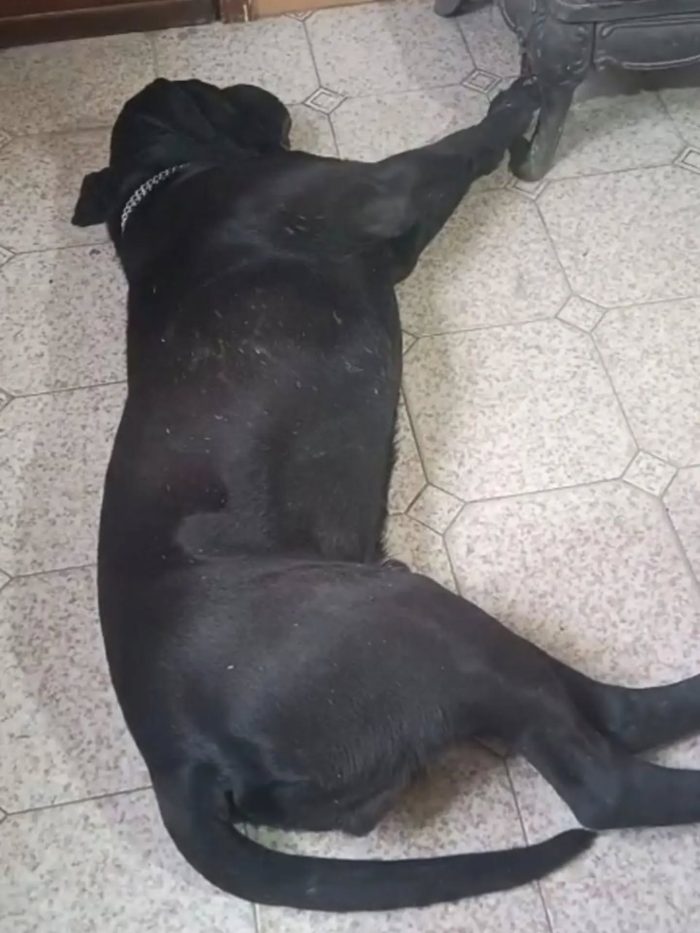 Pago cane corso 5 anni cerca casa - in adozione - media 4