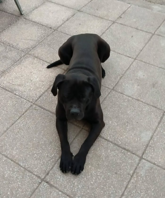 Pago cane corso 5 anni cerca casa - in adozione