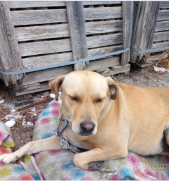 Simil Labrador 3/4anni,spesso a catena,trascurata..SOS ADOZIONE DEGNA.SARDEGNA
