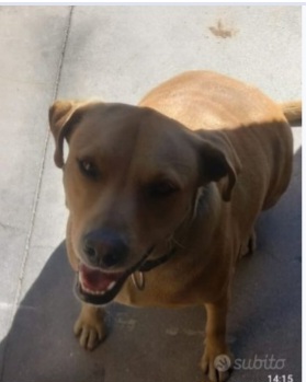 Simil Labrador 3/4anni,spesso a catena,trascurata..SOS ADOZIONE DEGNA.SARDEGNA