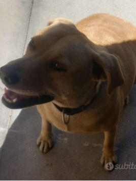 Simil Labrador 3/4anni,spesso a catena,trascurata..SOS ADOZIONE DEGNA.SARDEGNA - media 4