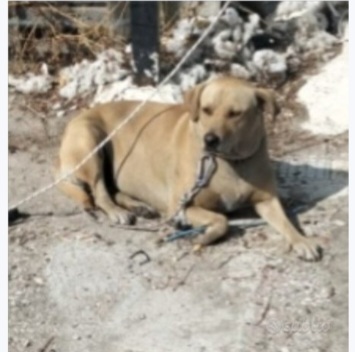 Simil Labrador 3/4anni,spesso a catena,trascurata..SOS ADOZIONE DEGNA.SARDEGNA